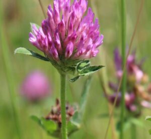 close-up of bright pink wild flowers with a background of out of focus pasture