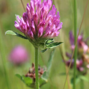 close-up of bright pink wild flowers with a background of out of focus pasture