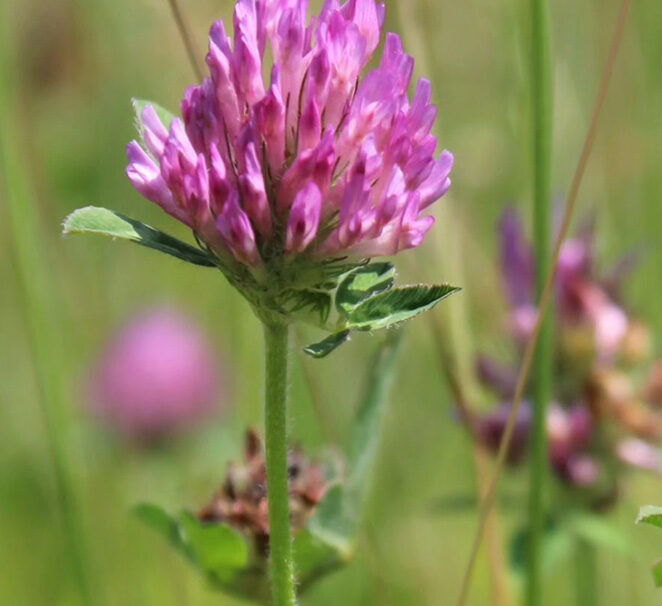 close-up of bright pink wild flowers with a background of out of focus pasture