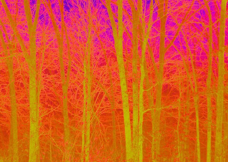 Anne Ryan Miller Trees 768x545