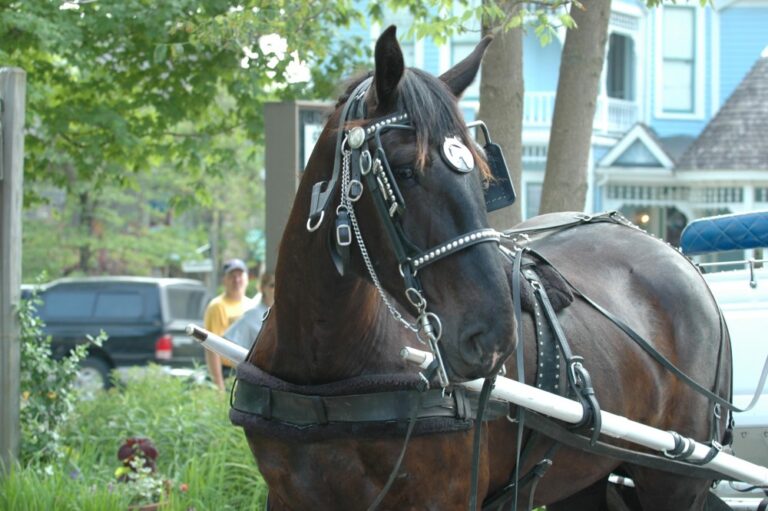 Brown County Carriages Horse 768x511