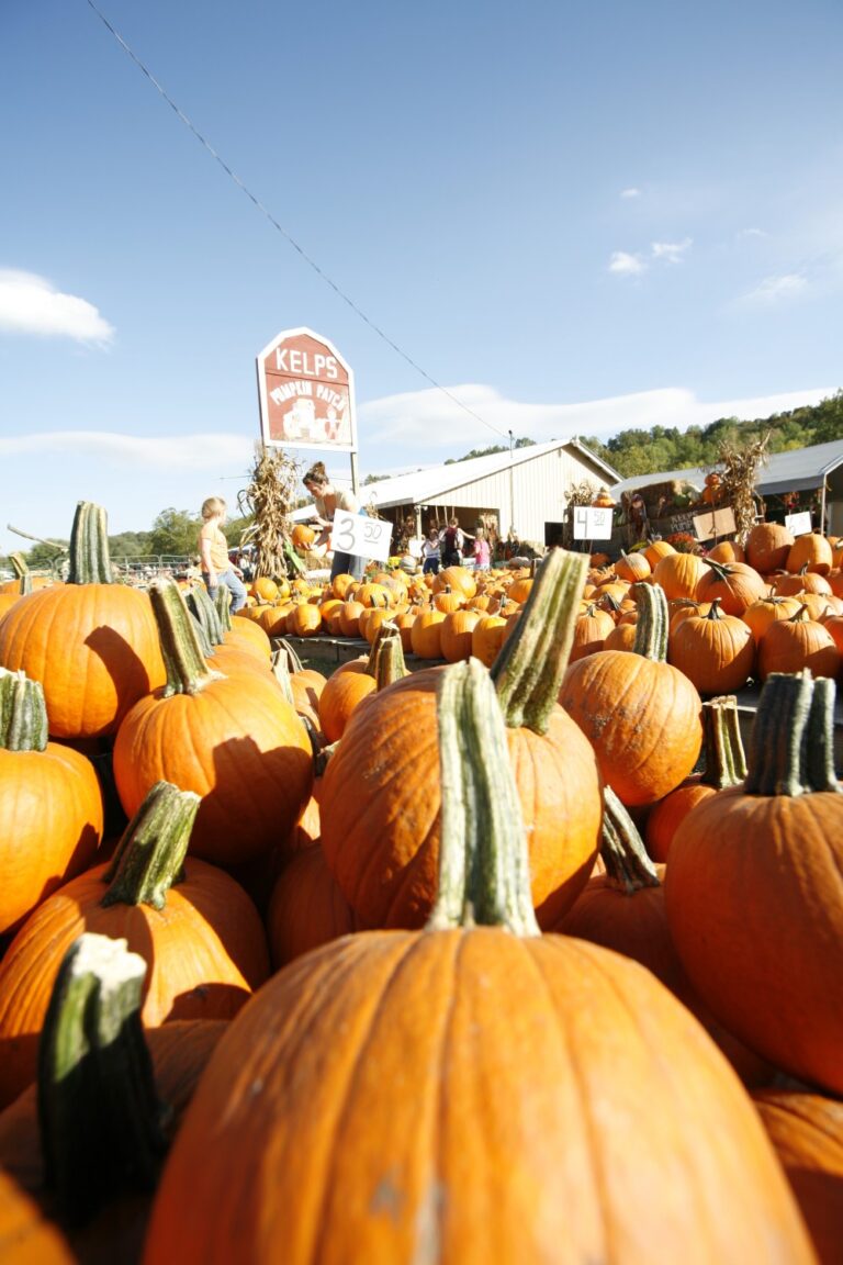 Kelps Greenhouse Pumpkins 768x1152