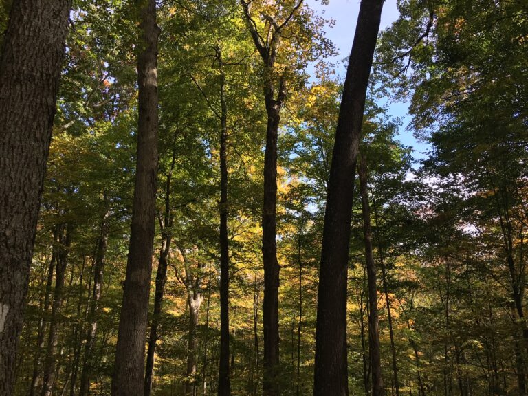 Trevlac Bluffs 1 768x576