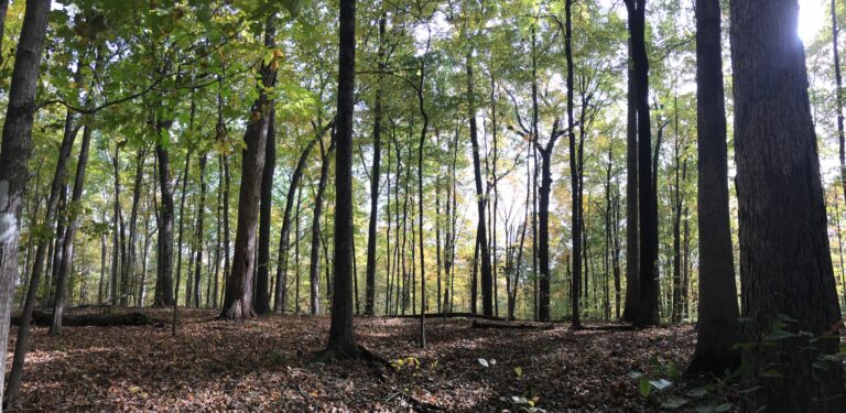 Trevlac Bluffs 3 768x375