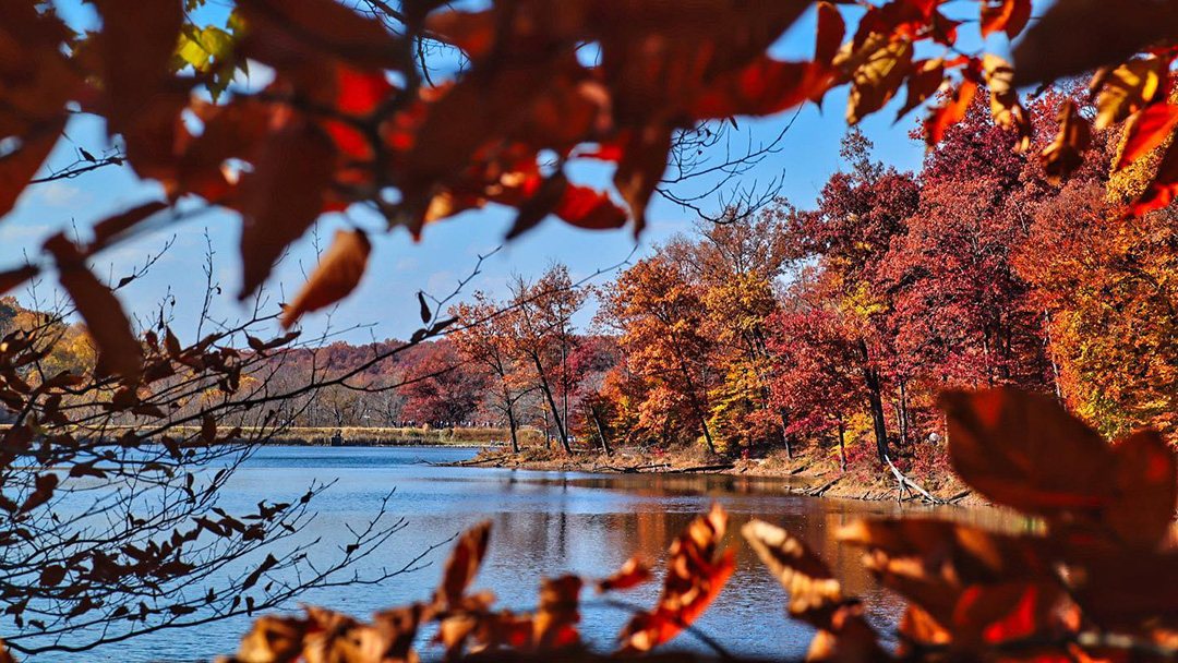 A landscape view of a body of water fall leaves.