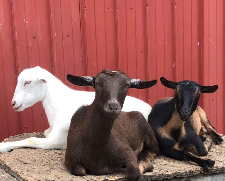 3 goats 768x618