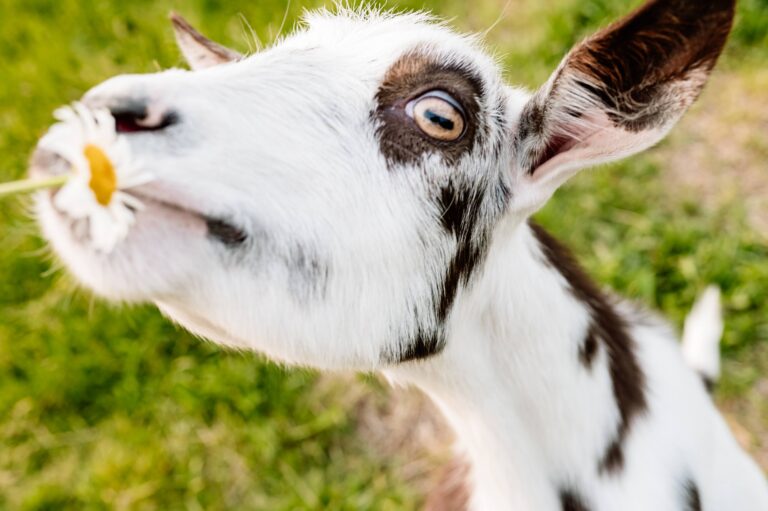 grace goat 2 768x511