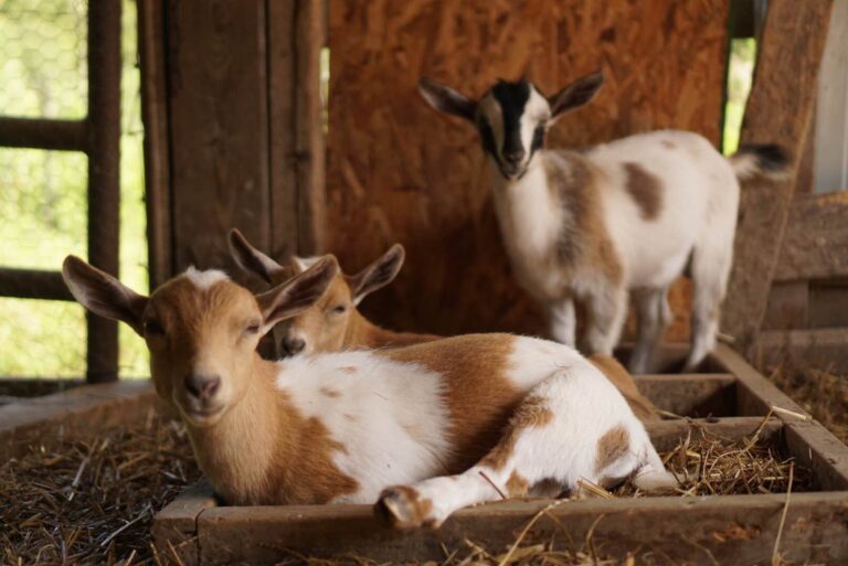 the babies 1 768x513