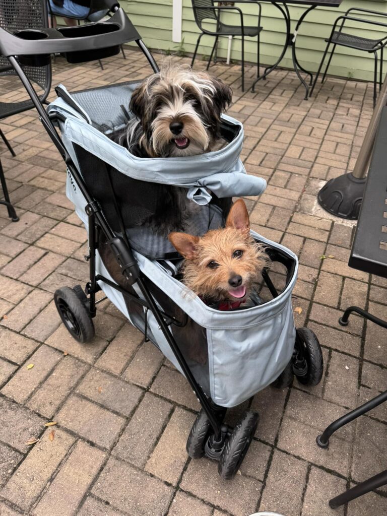 438263878 794880592748104 1677349087363531742 n 768x1024