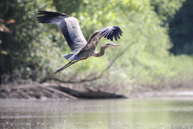 kayaking GBH 768x512