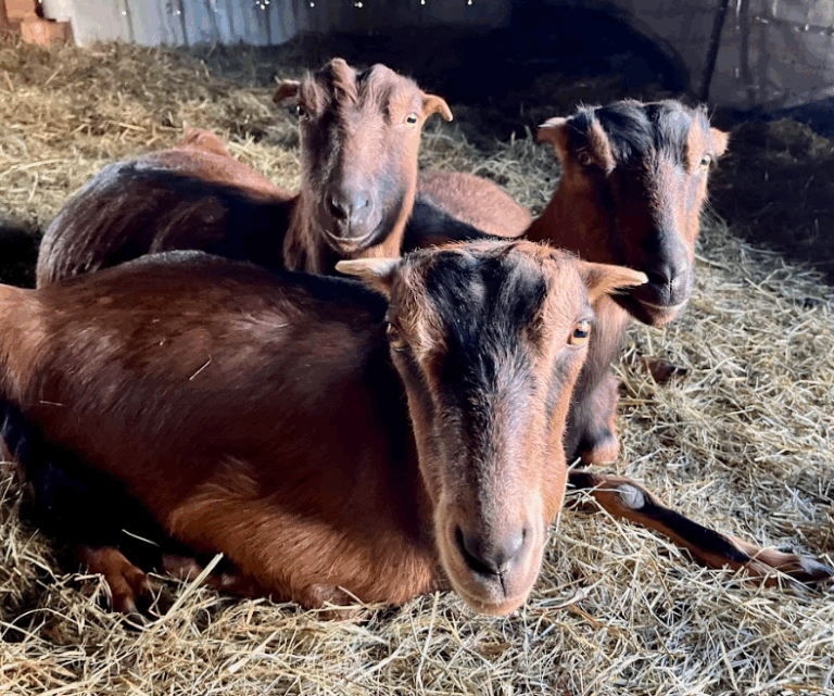 Screenshot 2025 07 15 125439 768x641