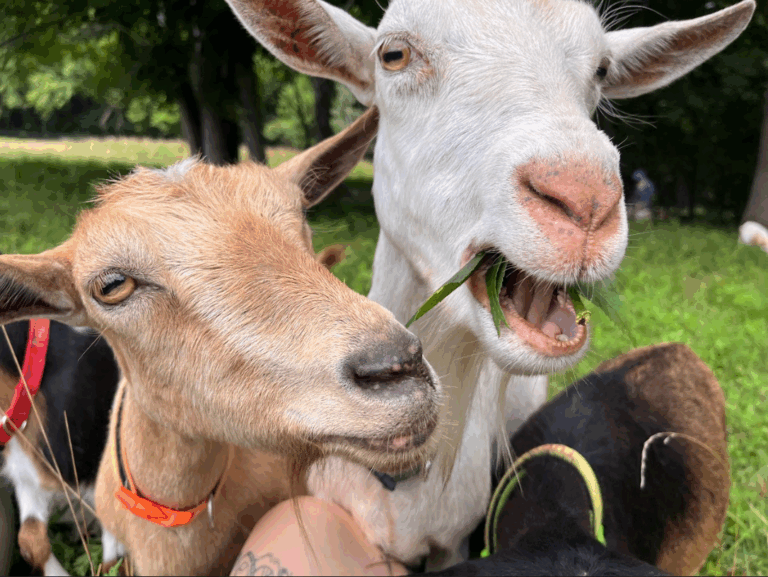 Screenshot 2025 08 11 132125 768x577