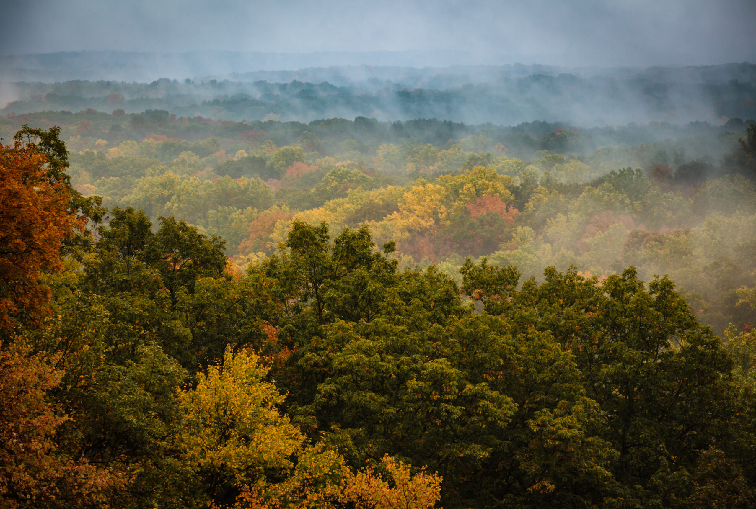 The autumn leaves in the misty morning in Brown County State Park Indiana