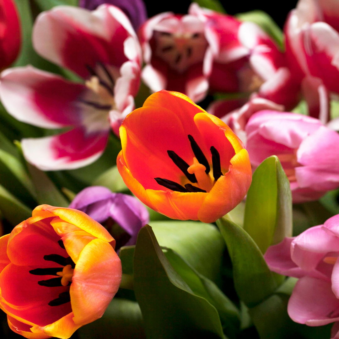 Spring Equinox Gathering