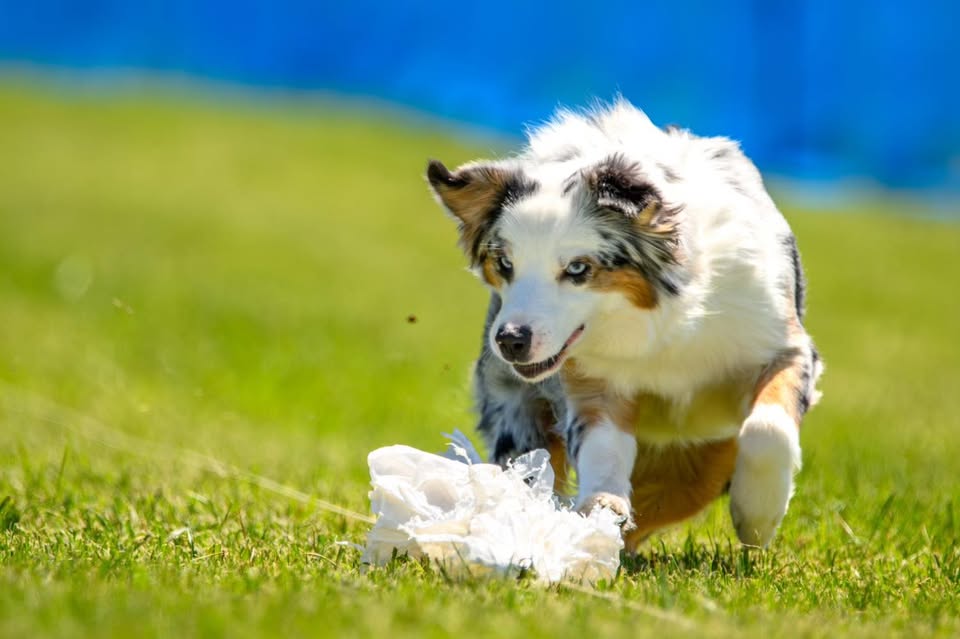 Fast Cat K9 Fun Runs