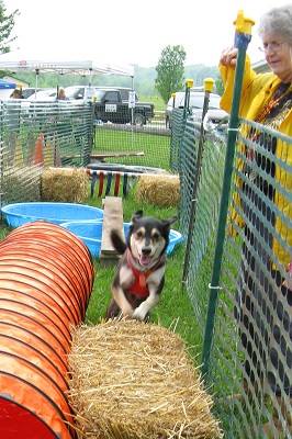 Dawg Gone Walk & Fiesta