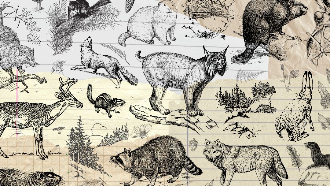 Mammal Furs