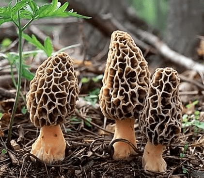 29th Annual Morel Mushroom Sale for Local Charities