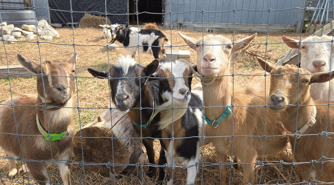 Goat Conspiracy SPRING FLING 5K and Porch Concert