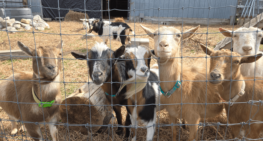 Goat Conspiracy SPRING FLING 5K and Porch Concert