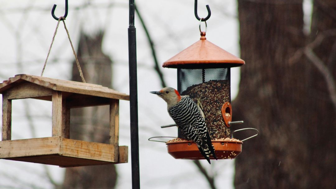 Backyard Birdfeeding