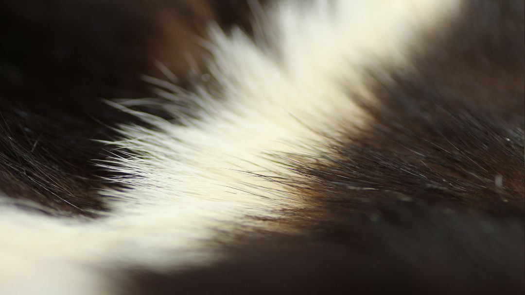 Mammal Furs